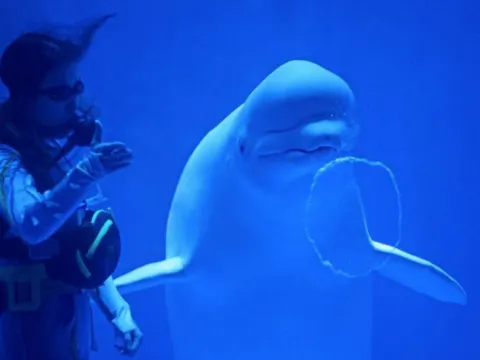 哈爾濱極地館~白鯨水下表演