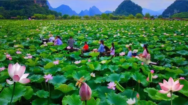 2025年第9屆荷花節