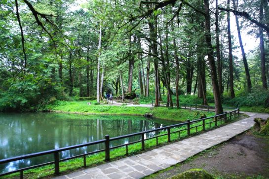 芬多精森林漫步