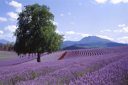 飄絲薰衣草莊園