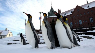 北海道 5天冬日玩樂之旅    北國優駿牧場、登別Marine Park海洋城堡~企鵝巡遊、白之戀人朱古力城堡花園、北海道紅磚廳舍