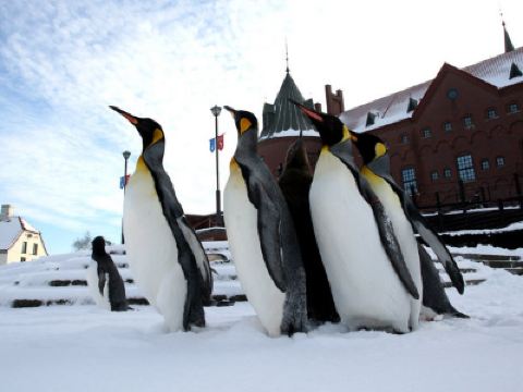 北海道 5天冬日玩樂之旅  北國優駿牧場、登別Marine Park海洋城堡~企鵝巡遊、白之戀人朱古力城堡花園、野外攀山雪車場