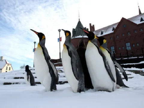 北海道 5天冬日玩樂之旅 北國優駿牧場、登別Marine Park海洋城堡~企鵝巡遊、白之戀人朱古力城堡花園、野外攀山雪車場 北海道 5天冬日玩樂之旅 北國優駿牧場、登別Marine Park海洋城堡~企鵝巡遊、白之戀人朱古力城堡花園、野外攀山雪車場