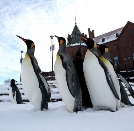 北海道 5天冬日玩樂之旅    北國優駿牧場、登別Marine Park海洋城堡~企鵝巡遊、白之戀人朱古力城堡花園、北海道紅磚廳舍