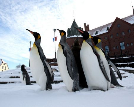 北海道 5天冬日玩樂之旅 【尊享香港航空貴賓室】  北國優駿牧場、登別Marine Park海洋城堡~企鵝巡遊、白之戀人朱古力城堡花園、野外攀山雪車場