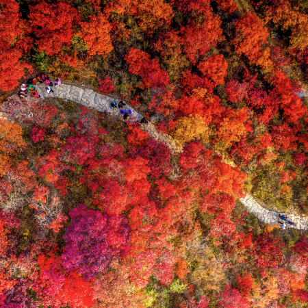 《楓紅物語+秋之蟹宴+溫泉》嶺南紅葉世界(漫步紅葉大道) 正宗"湖八鮮"大閘蟹(保證公蟹3.5両重)國際品牌~韶關新盟溫德姆花園酒店+《2025年全新開業》廣州白雲站逸衡酒店廣州韶關美景純玩3天團
