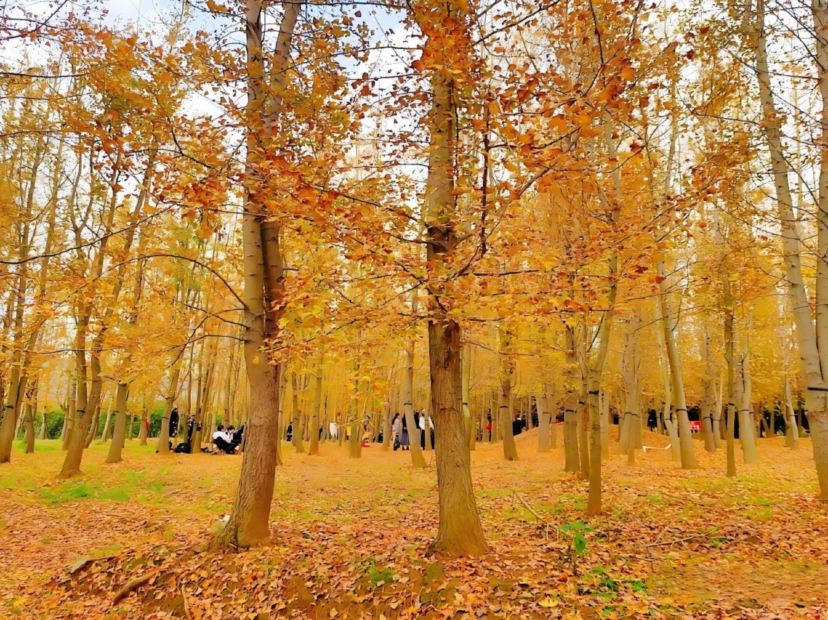 修文幸福村銀杏林