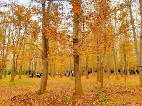 修文幸福村銀杏林