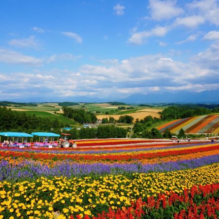 北海道 半自由行5天之旅   美瑛~四季彩の丘(包乘坐四季彩Norocco號觀光車)、 富良野~富田花園、北廣島三井Outlet Park、簿野不夜天~ 拉麵橫町、2天自由活動 