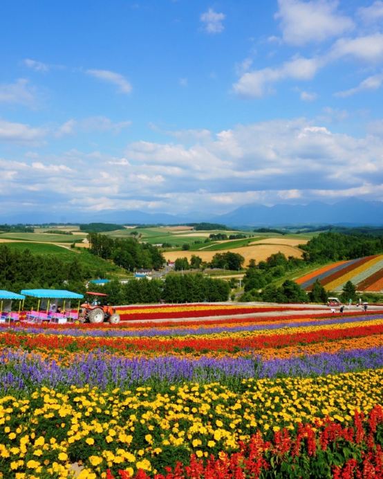 北海道 半自由行5天之旅 美瑛~四季彩の丘(包乘坐四季彩Norocco號觀光車)、 富良野~富田花園、北廣島三井Outlet Park、簿野不夜天~ 拉麵橫町、2天自由活動