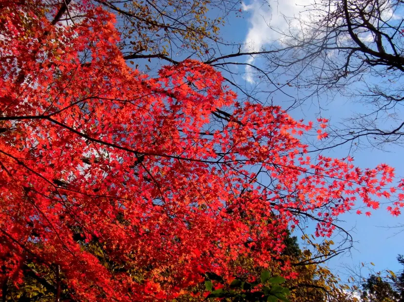 舟志紅葉街道