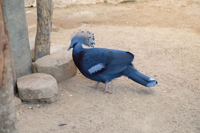 文冬休閒農場 動物