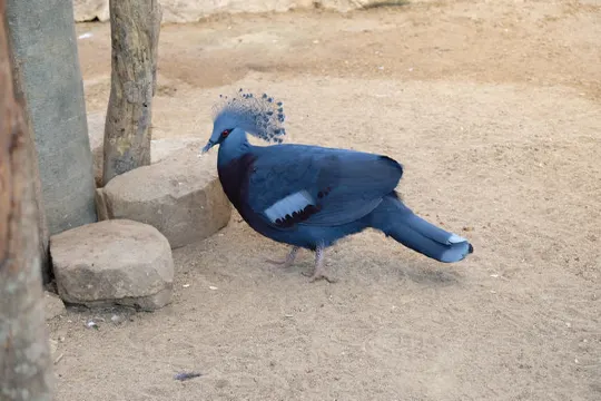 文冬休閒農場 動物