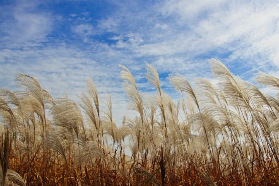 藍天公園紫芒jpg