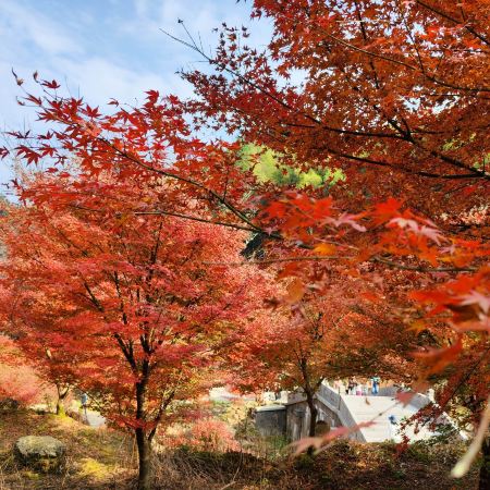 《瀟湘秋韻~十里紅妝》永州絕美秋色．藍山谷風景區(賞湘江大峽谷千畝楓林) 【"蟹"逅金秋~任吃鮮蒸現煮秋冬大閘蟹盛宴】【古法金獎醬香臨武鴨宴】連州湖南美景純玩3天團
