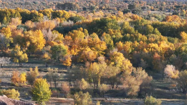 紅海胡楊林公園