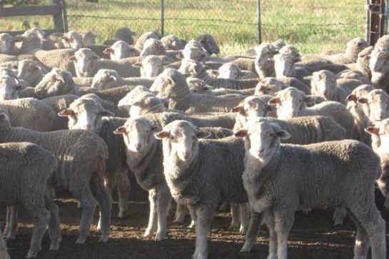 Curringa農場體驗傳統澳式農莊