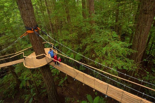 紅木樹林空中健步行