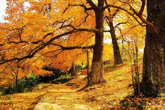 錢沖古銀杏國家森林公園