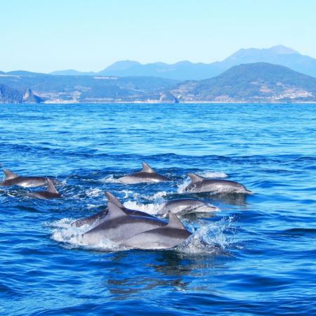 長崎、福岡 賞海豚5天冬日美景之旅 ~南島原(乘船觀賞野生海豚)、雲仙地獄(大叫喚地獄展望所)、稻佐山展望台(乘玻璃列車、日本新三大夜景)、「日本三大名橋」眼鏡橋、「米芝蓮景點推介」太宰府～天滿宮