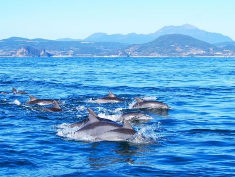 長崎、福岡 賞海豚5天冬日美景之旅 ~南島原(乘船觀賞野生海豚)、雲仙地獄(大叫喚地獄展望所)、稻佐山展望台(乘玻璃列車、日本新三大夜景)、「日本三大名橋」眼鏡橋、「米芝蓮景點推介」太宰府～天滿宮