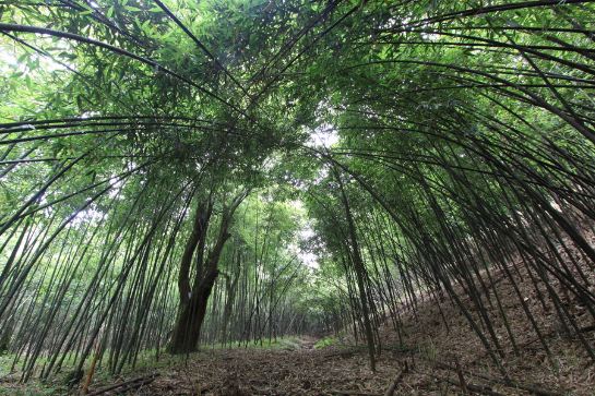 金佛山國家森林公園-方竹林海