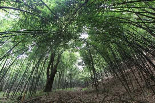金佛山國家森林公園-方竹林海