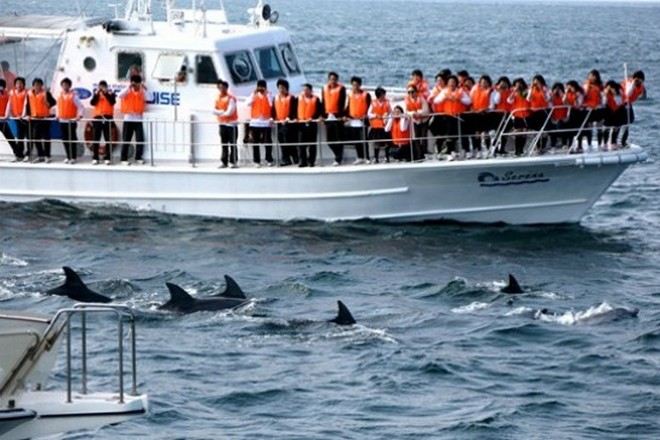 天草海岸觀賞海豚