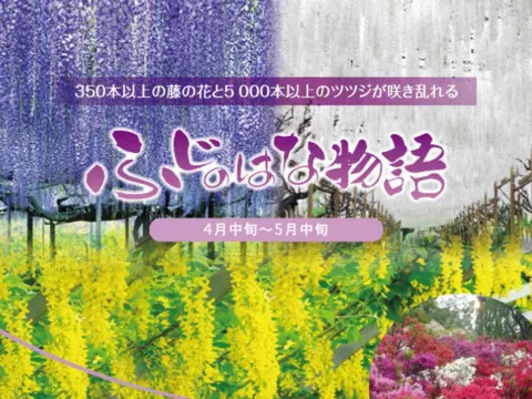 足利花卉公園~紫藤花