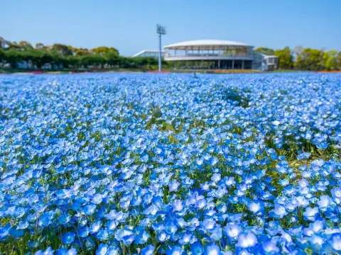 名花之里 粉蝶花