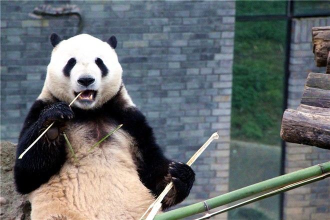 都江堰熊貓樂園