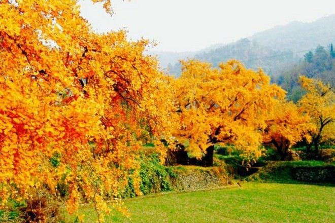 隨州千年銀杏谷
