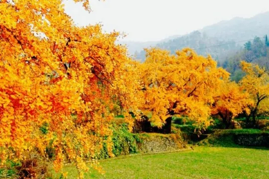 隨州千年銀杏谷
