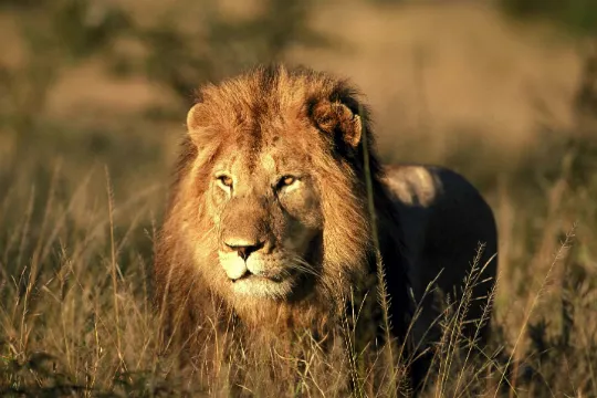 比林斯堡動物保護區