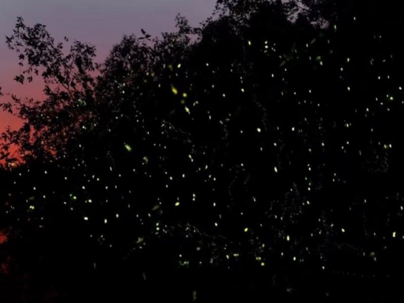 螢火蟲夢幻之旅