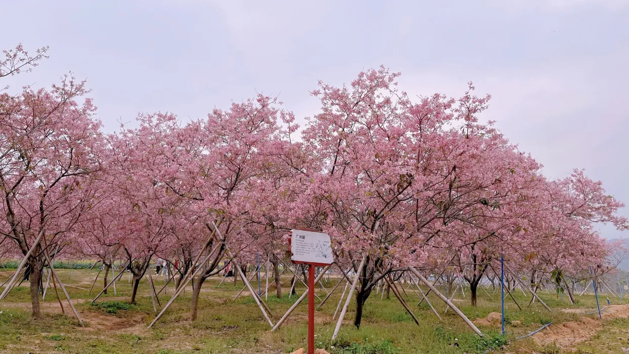 天適櫻花悠樂園