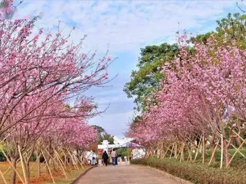 天適櫻花悠樂園