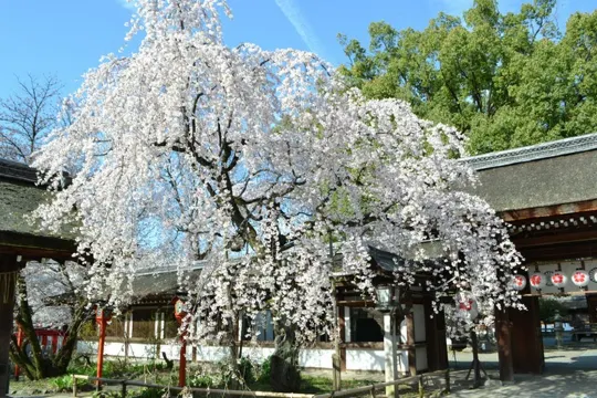 平野神社