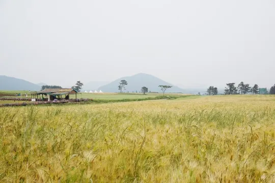 Boromwat四季花田_賞青麥