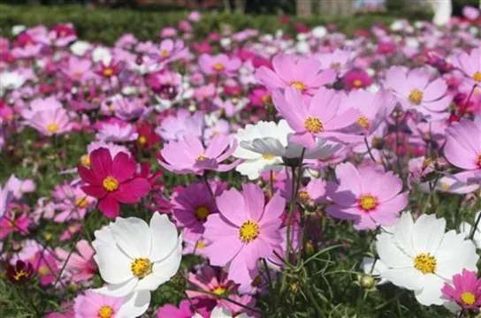 夢裡水鄉百花園