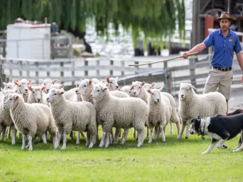 瓦爾特峰高原牧場