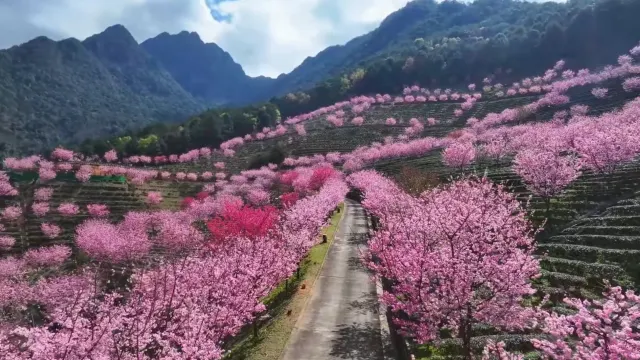 梅州賞櫻秘境
