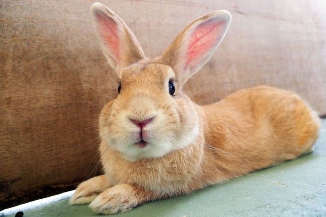 沖繩兒童王國動物園