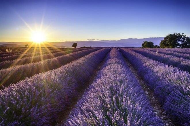 France_Provence_lavender flowers_法國_普羅旺斯_薰衣草