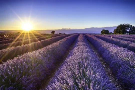 France_Provence_lavender flowers_法國_普羅旺斯_薰衣草