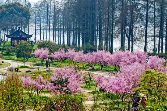 東湖梅園(1-2月出發適用)