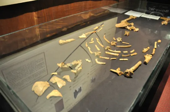 史上最早、最完整的直立行走人類祖先遺骸「Lucy」