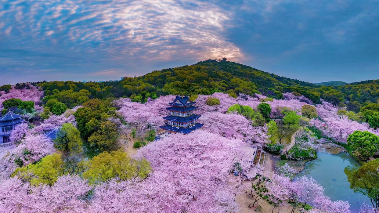 無錫賞櫻勝地黿頭渚賞櫻花