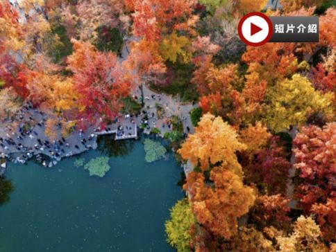 【3鑽】賞秋🍁品蟹🦀6天團【保證入住上海外灘黃金地段江景房~外灘茂悅酒店、蘇州金雞湖畔W酒店/英迪格酒店】揚州（個園）、蘇州（天平山、虎丘）、濮院古鎮、無錫（拈花灣）、上海（玉佛禪寺）