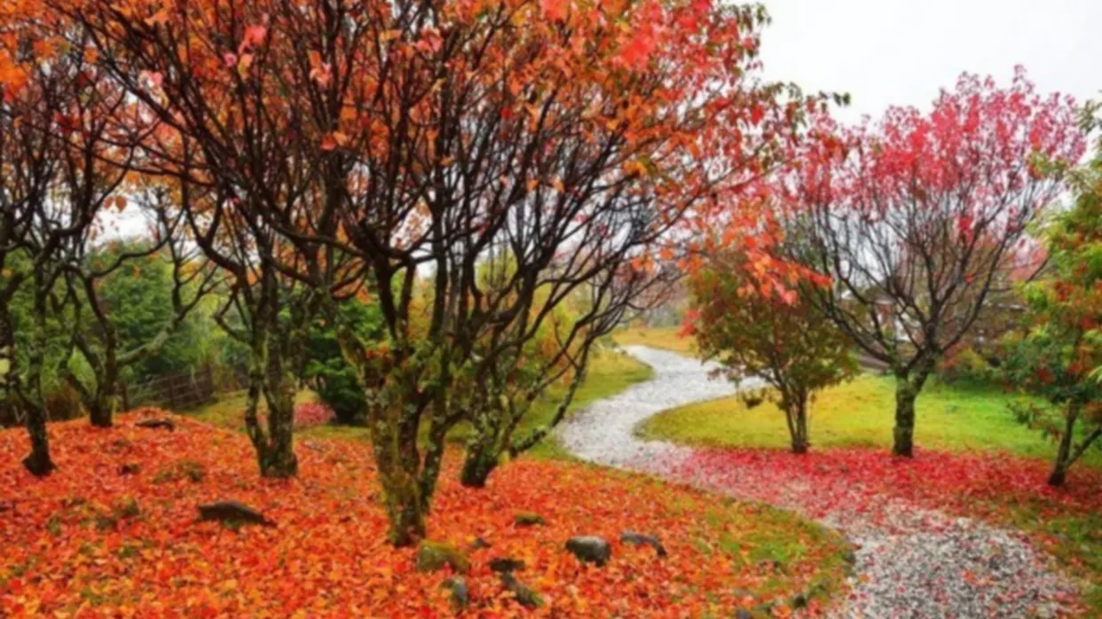 阿里山紅葉